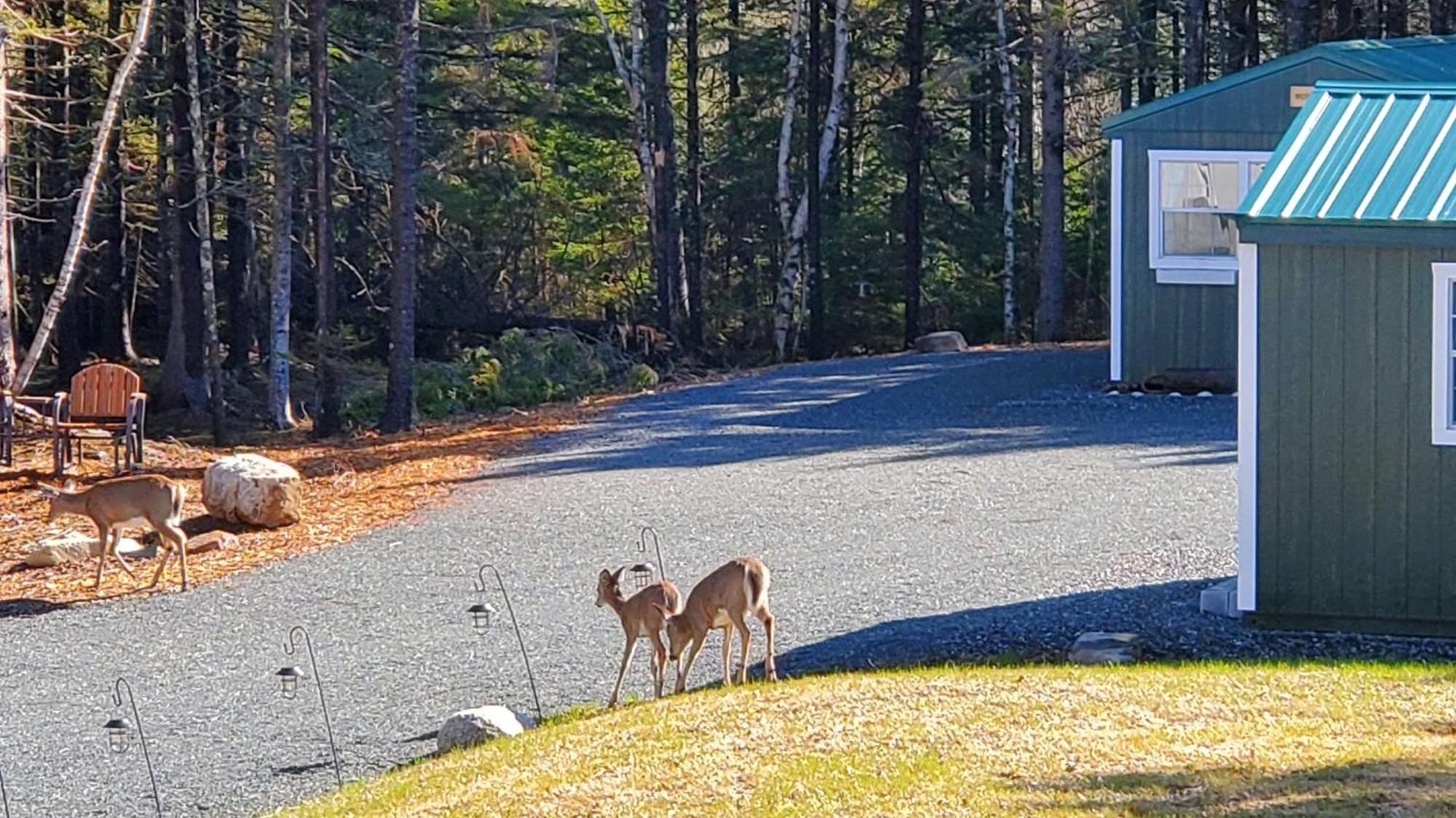 Bass Harbor Lighthouse Cabins Maine מראה חיצוני תמונה